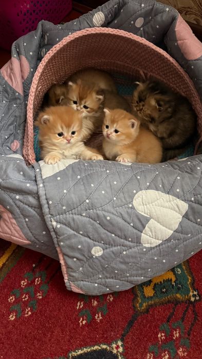 Британские котята