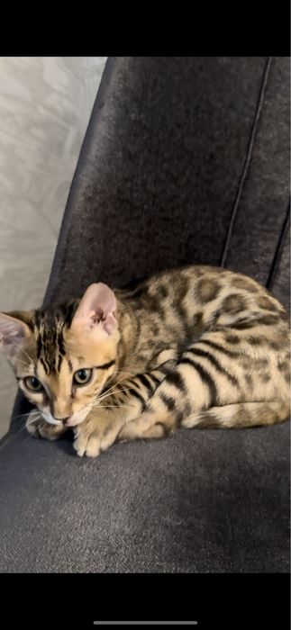 бенгальская кошка бесплатна отдам