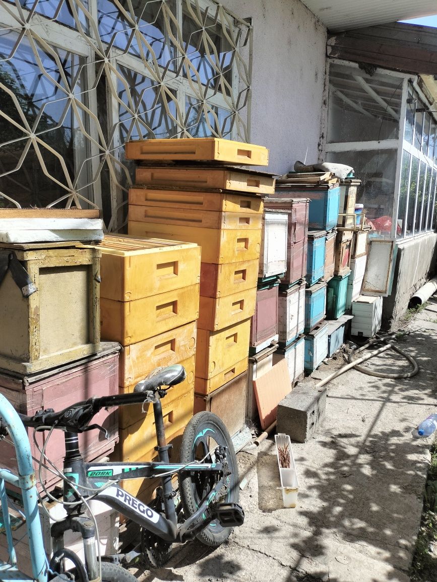 Продам пчёл и ульев оптом и в розницу
