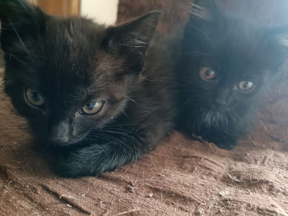 Отдам даром котят