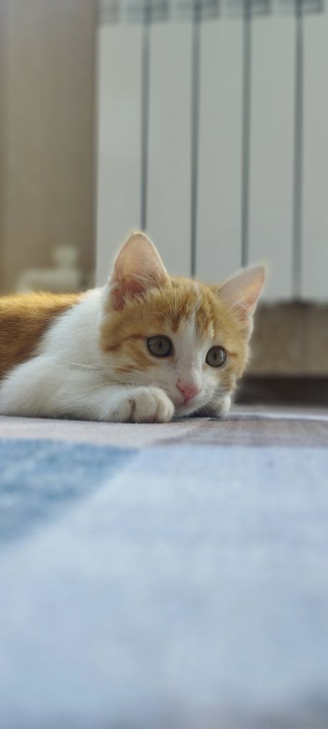 Мушук хадияга берилади