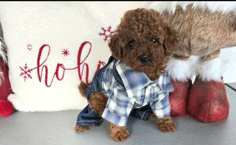 Пудел той Poodle toy / пудел тийкъп с родословие