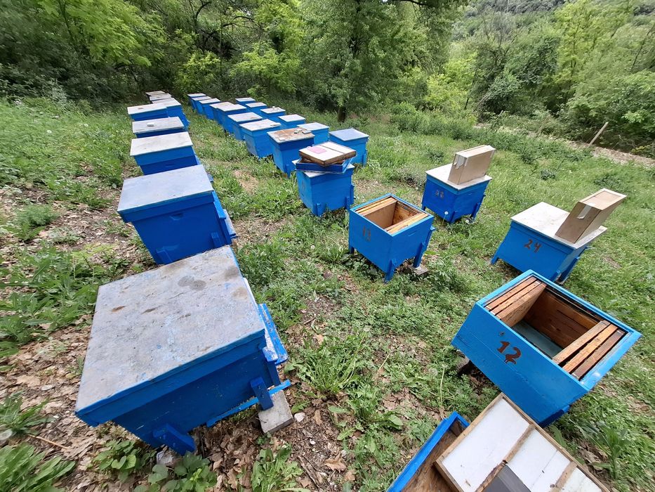 Продавам 12-рамкови употребявани кошери "даданблат"