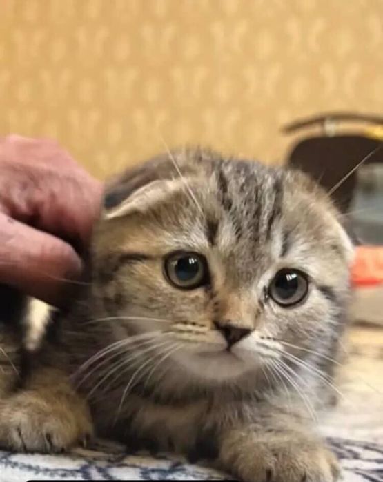 Срочно зотдор мушук сотилади