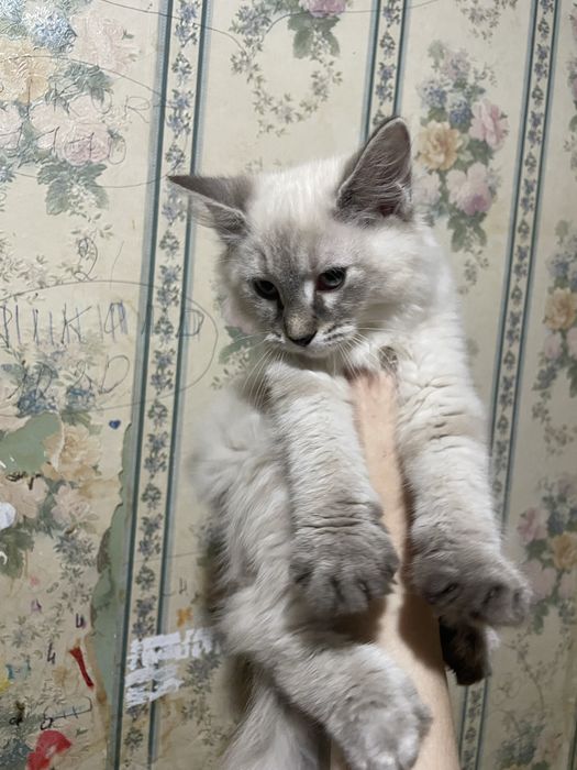 Продается котенок