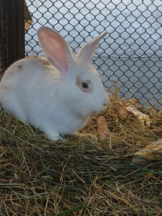 Iepuri tineri și adulți