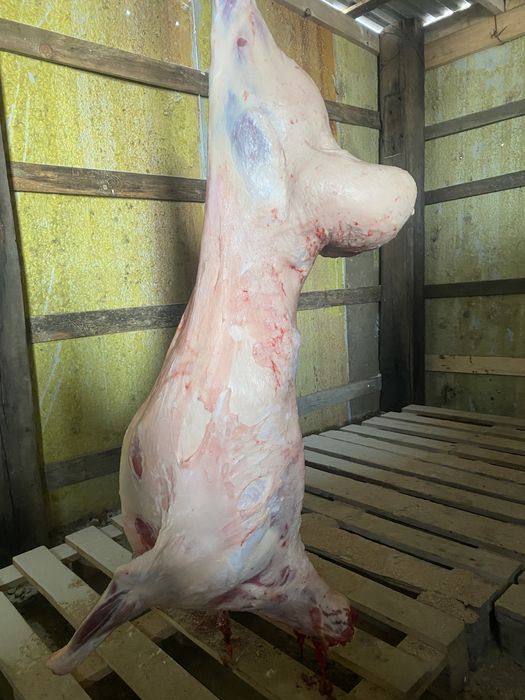 Продам қой жирный баран с откорма доставка