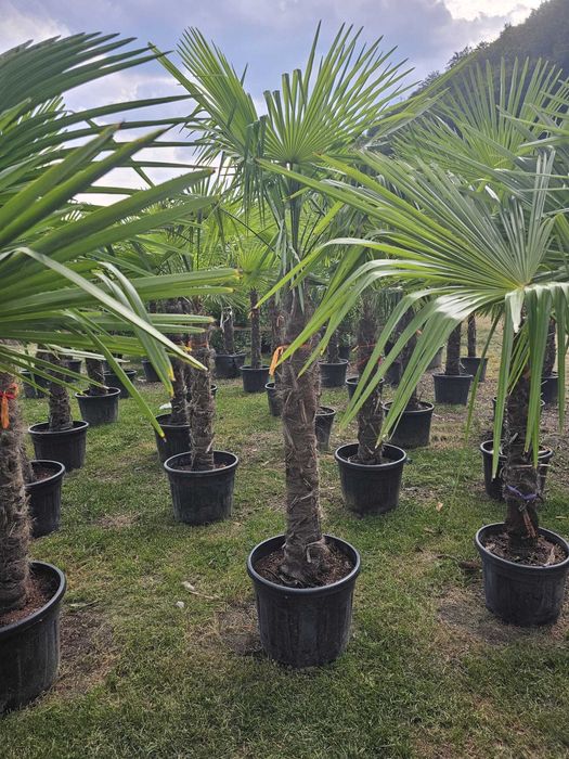 Plante ornamentale pentru grădini – transport și montare inclus