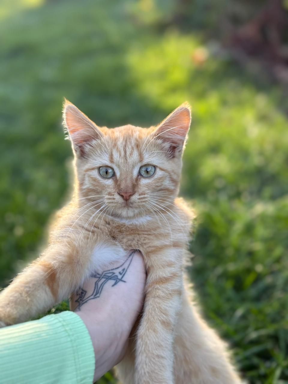 Котята заботливым ответственным хозяевам