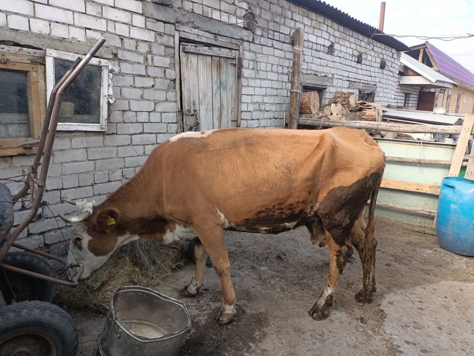 Продам корову хорошую на мясо