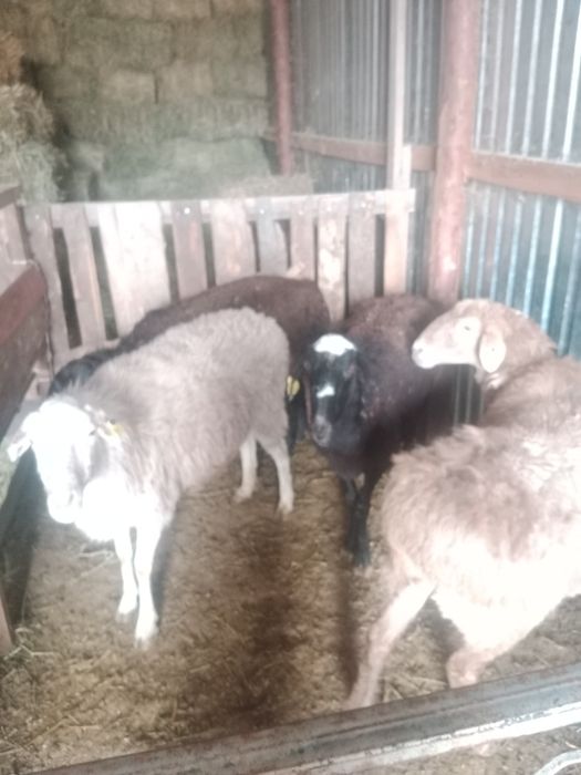 Откорым кои тоқты сатылады