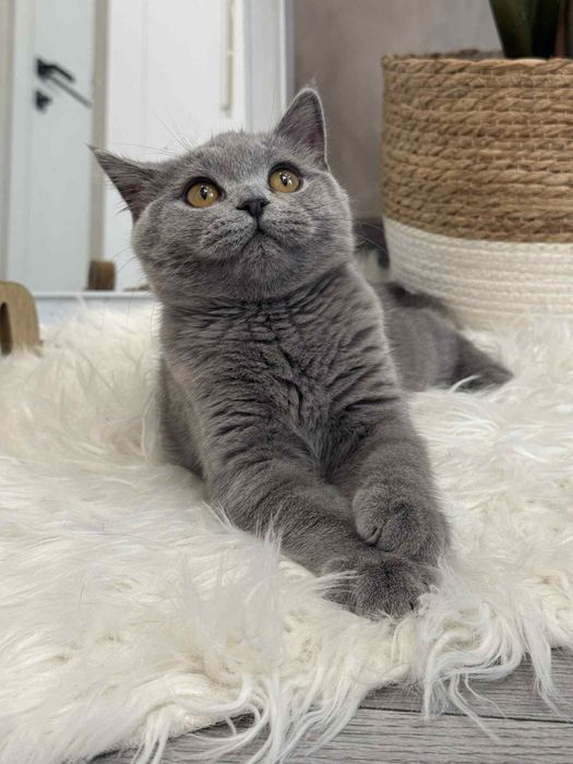 British Shorthair fetiță cu Pedigree 4 luni