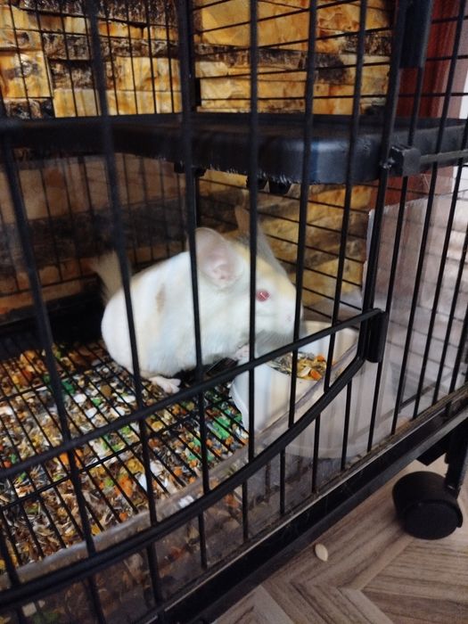 Animale Chinchila foarte cuminte