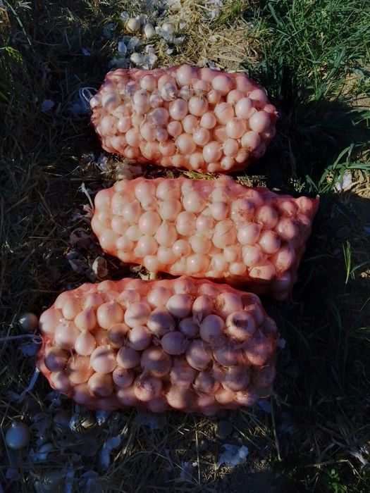 Oq piyoz navi giliston