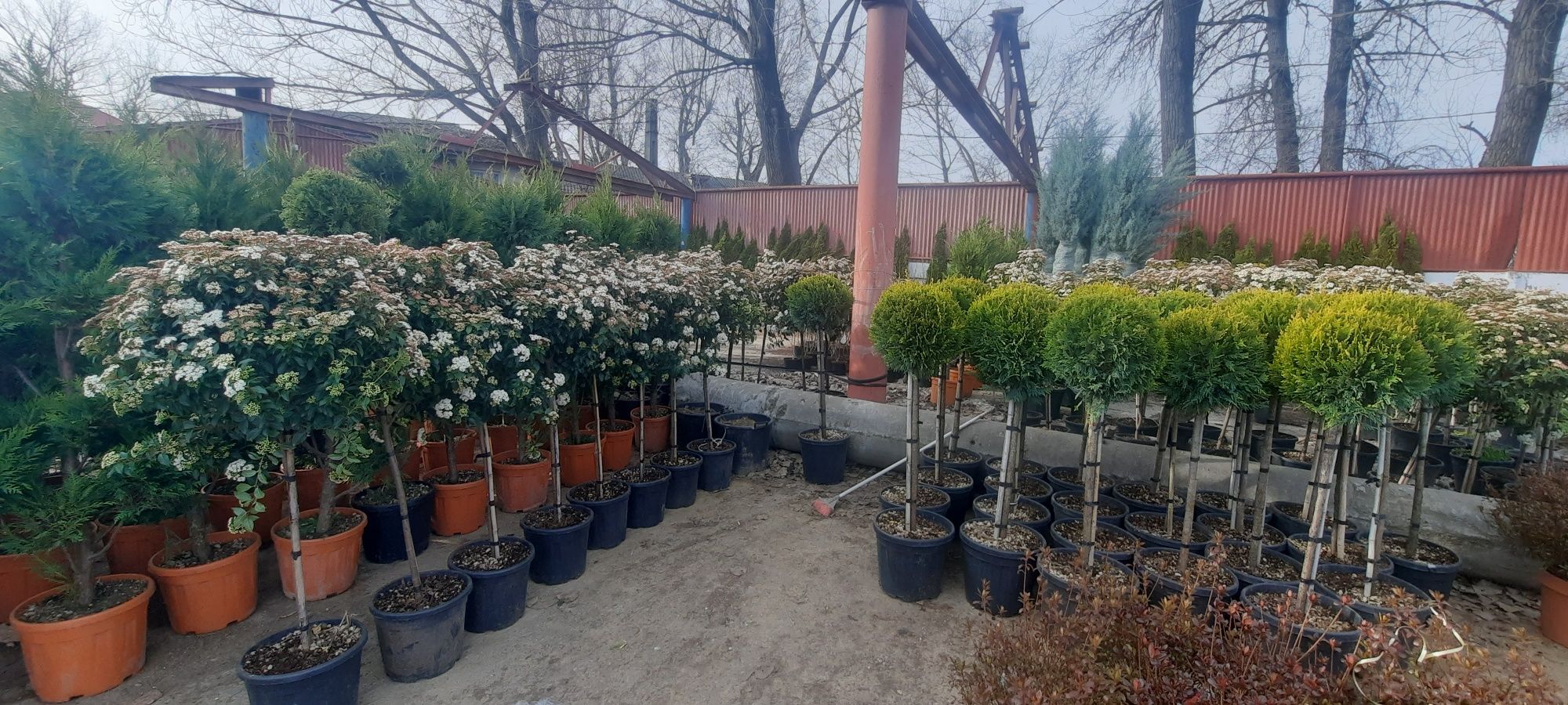 Vând plante ornamentale diferite plante