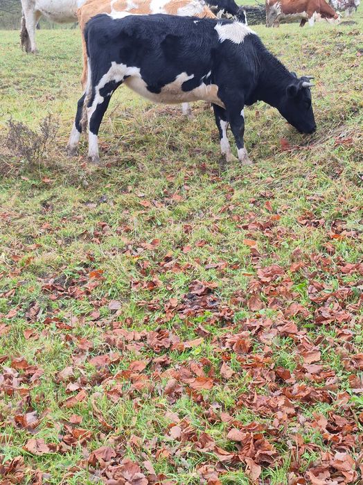 Vand 5 juninci sau schimb cu oi