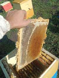 Мёд Алтайское Разнотравье