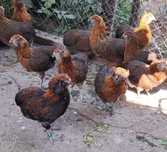 Găini araucana de vanzare
