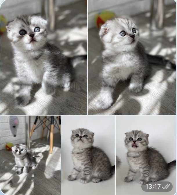 Scottish straight și scottish fold  color  și tabby.