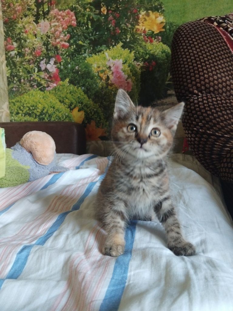 Котенок девочка, 2месяца