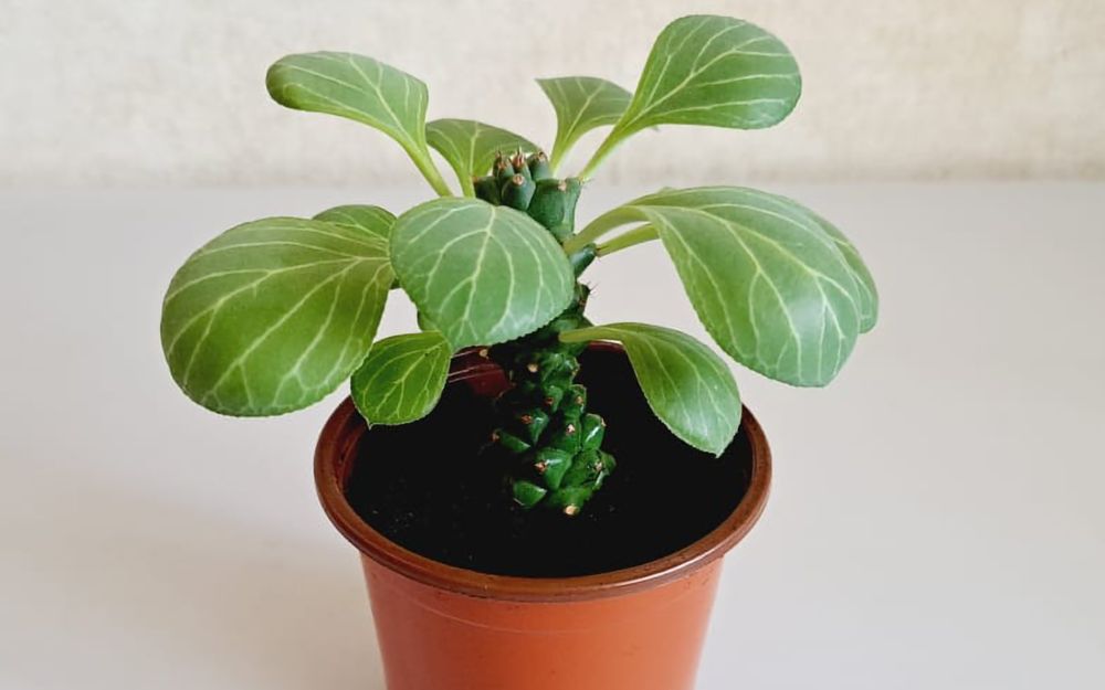 Суккуленты  Суккуленты