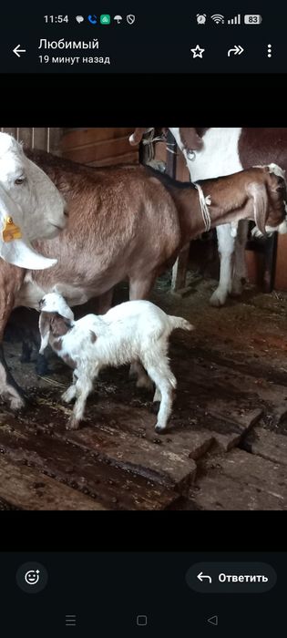 Козочки альпи нуб