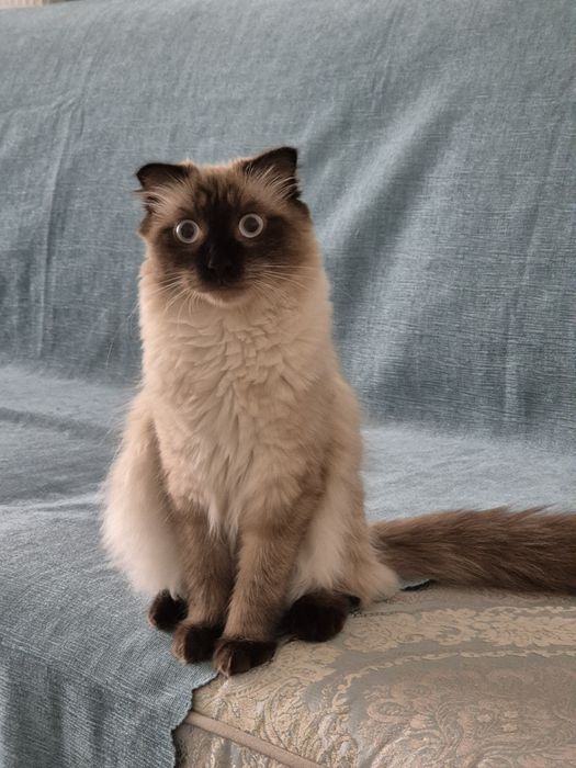 Пародистая Кошечка 1 годик