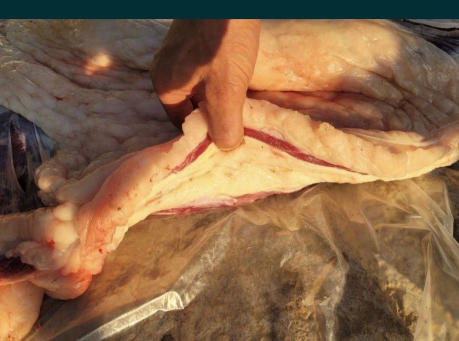 Продам мяса конина тай жабагы цена за кг 2800 и 2700