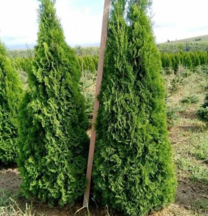 Pom pon, spirala plante decorative, mesteacăn, Tuia gard viu etc
