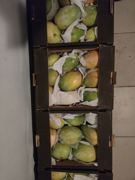 Mango ready to eat