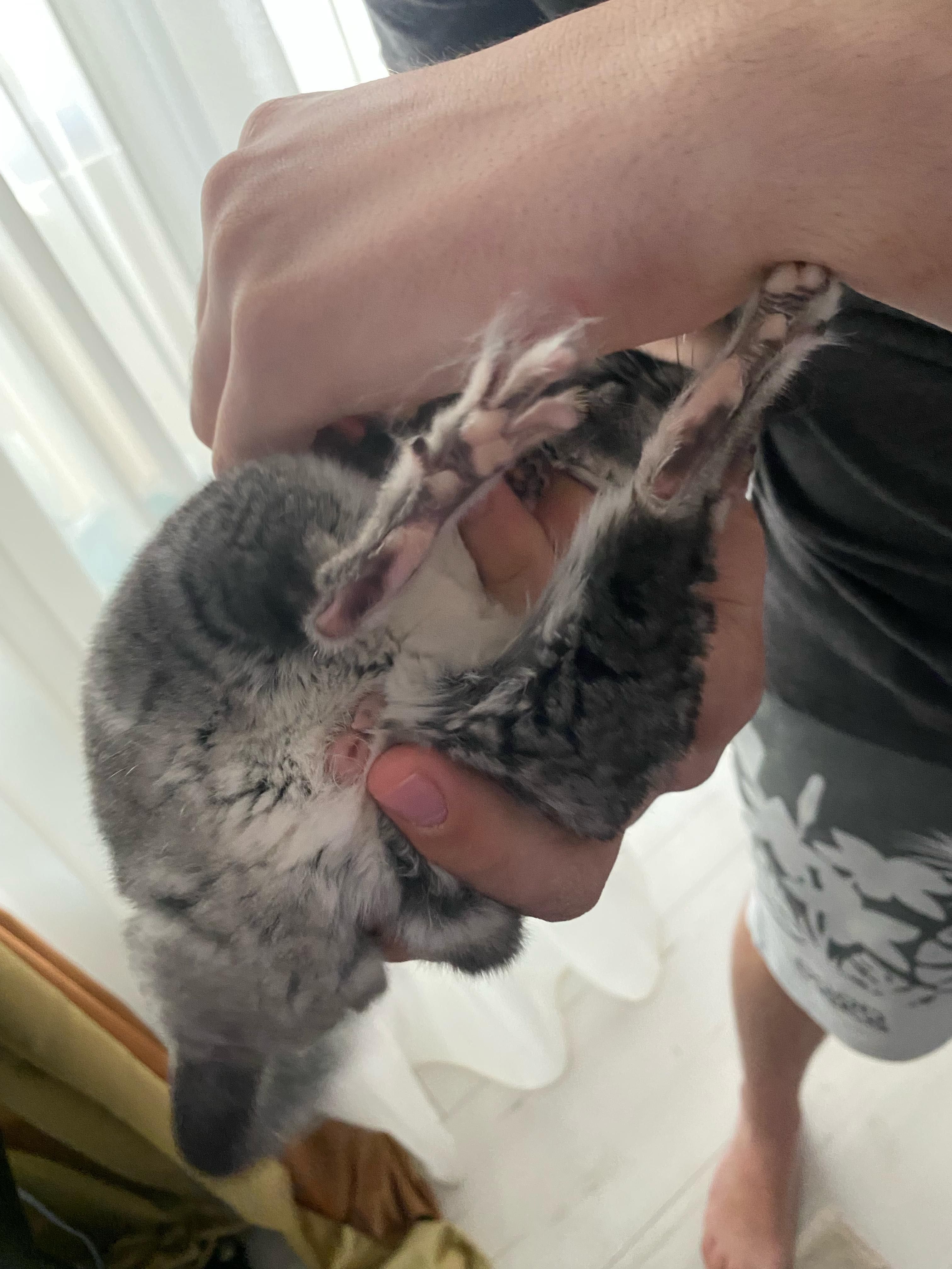 Vând doi masculi Chinchilla