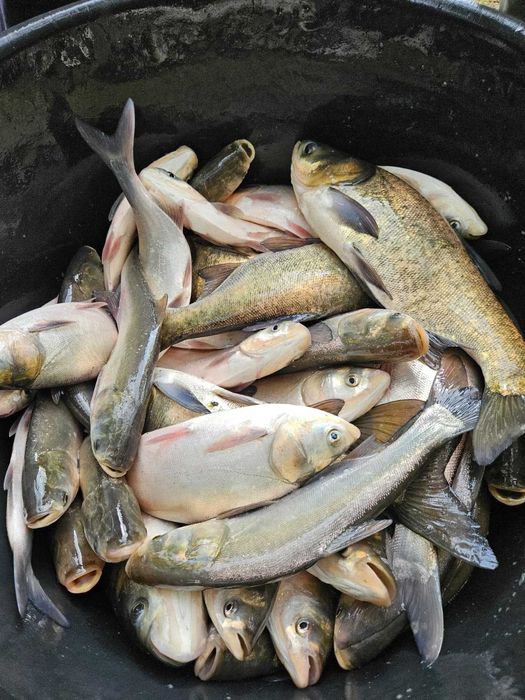 Peste pentru populat bazine vara 2, crap, cteno, sânger, novac, caras