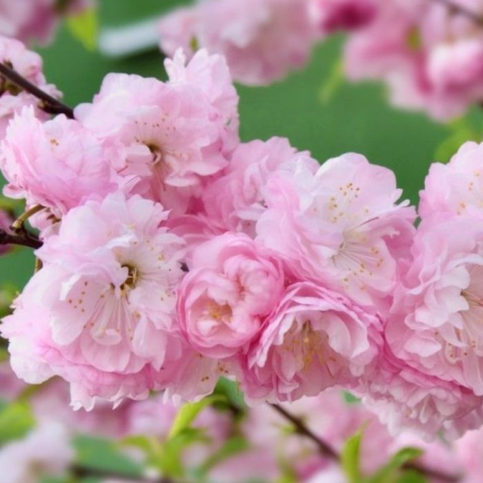 Pomi ornamentali specii de cires japonez