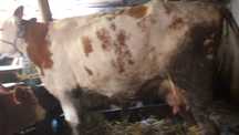 Vaca cu lapte de vănzare