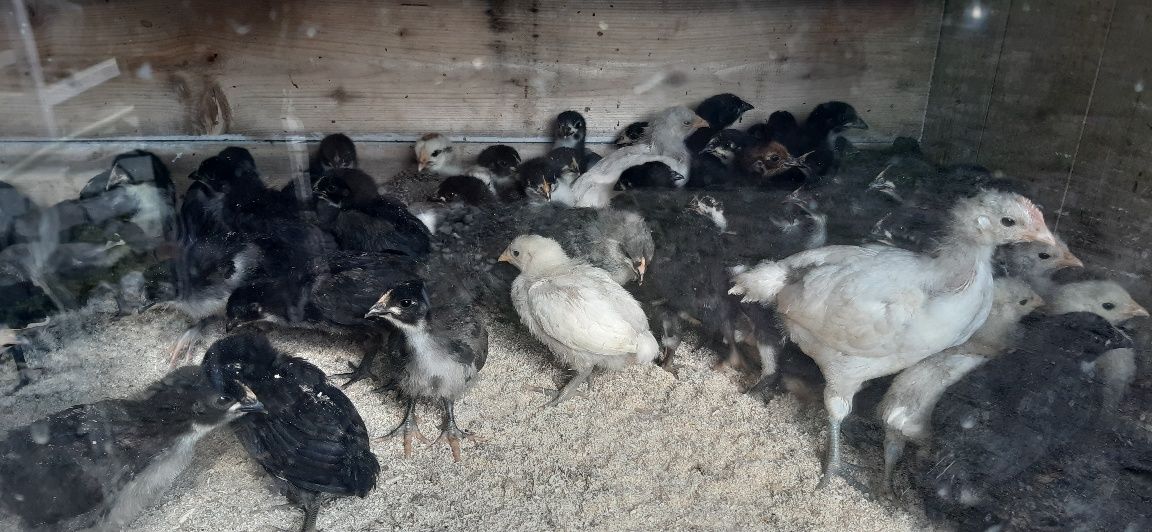 Vând pui australorp  rasa pură