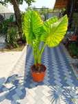 Colocasia plante producator