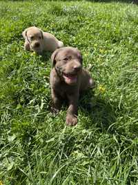 Căței labrador retriever