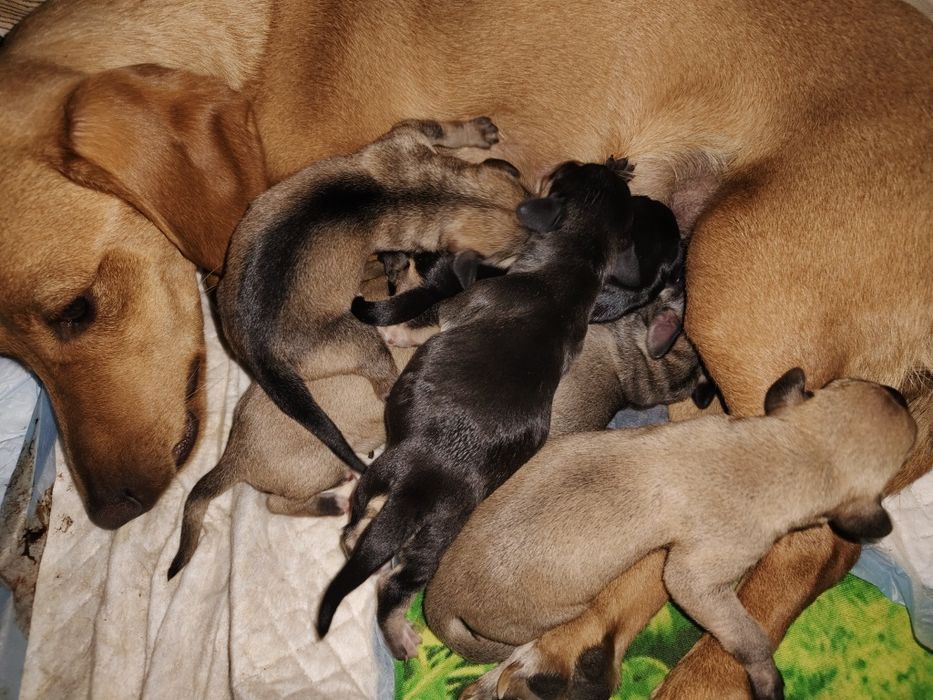 Отдам щенков в хорошие руки