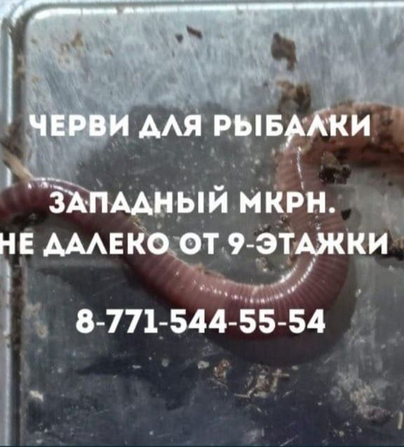 Черви и опарыши для рыбалки
