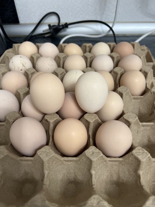 Продам Яйцо куринное