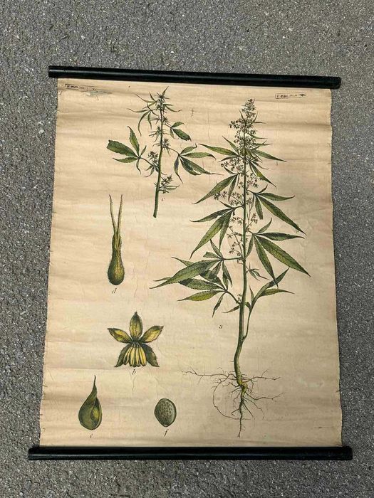 Соц Учебни Плакати Постери Ботаника