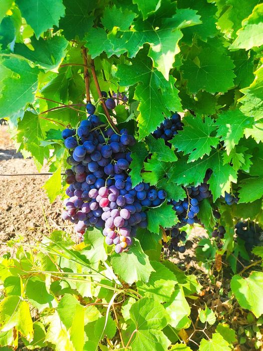 Struguri de vânzare pentru vin!