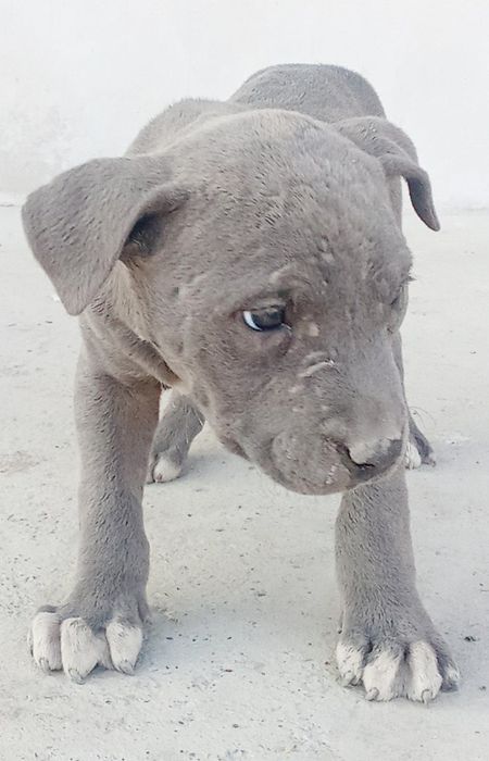 Продаётся питбуль