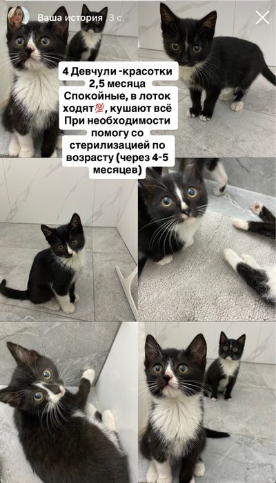 Котята ищут дом
