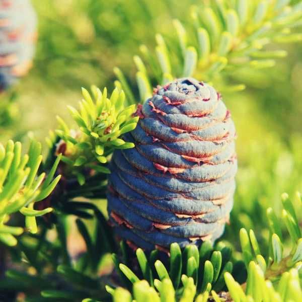 Brad corean (Abies koreana) ghiveci