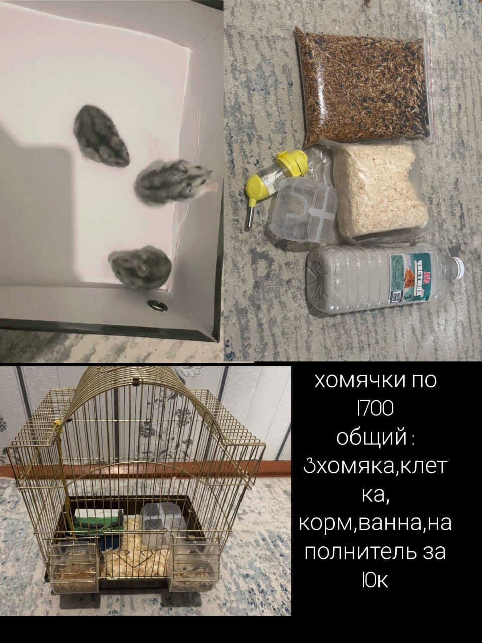 Хомяк Джунгарики