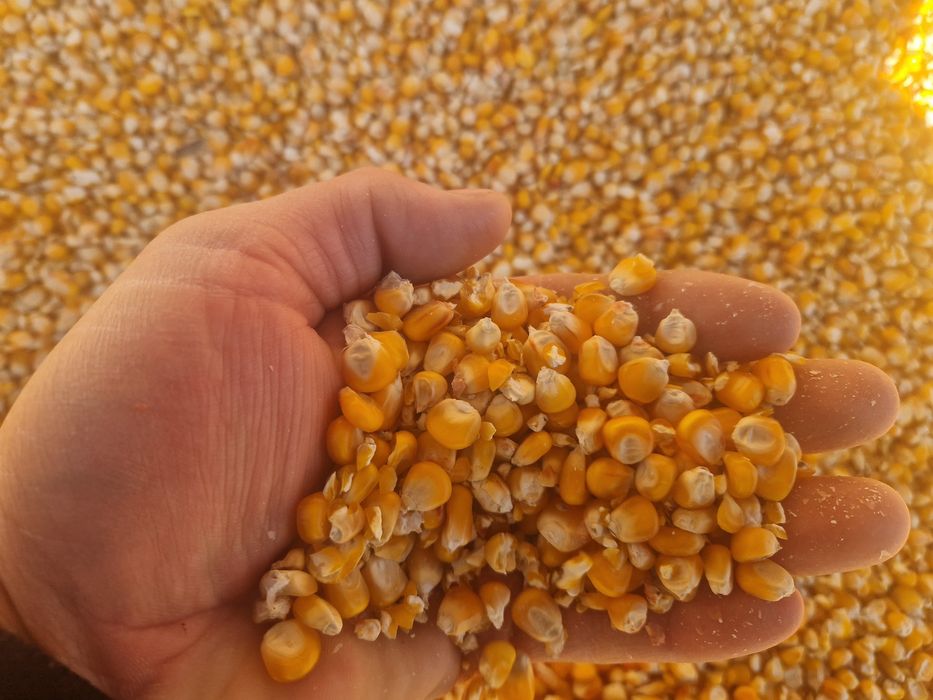 Porumb boabe producție  2025 ambalat la 40 kg