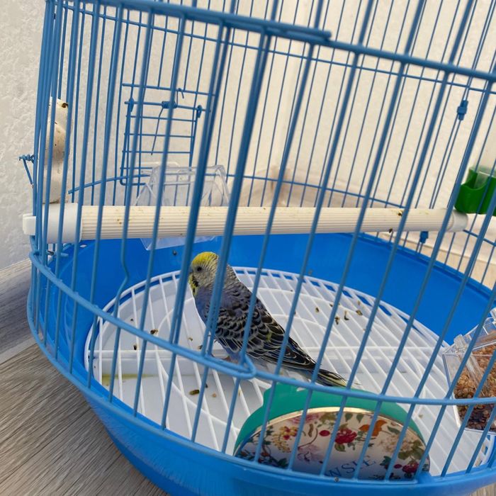 Попугай вместе с сеткой