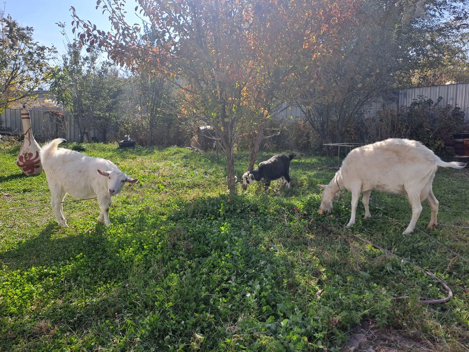 2 козы, 1- дойная, 1-годовалая