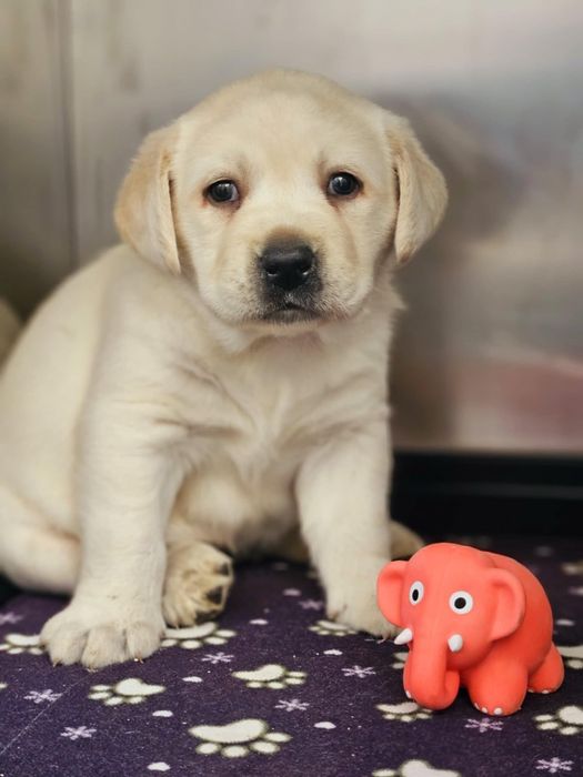 Labrador retriver pedigree